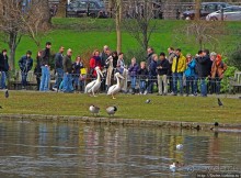 Весеннее пробуждение Сент-Джеймс парка в Лондоне