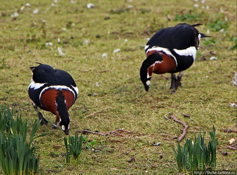 Весеннее пробуждение Сент-Джеймс парка в Лондоне