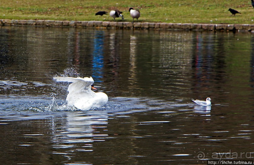 Весеннее пробуждение Сент-Джеймс парка в Лондоне