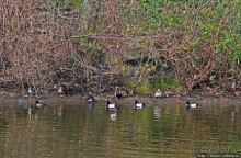 Весеннее пробуждение Сент-Джеймс парка в Лондоне
