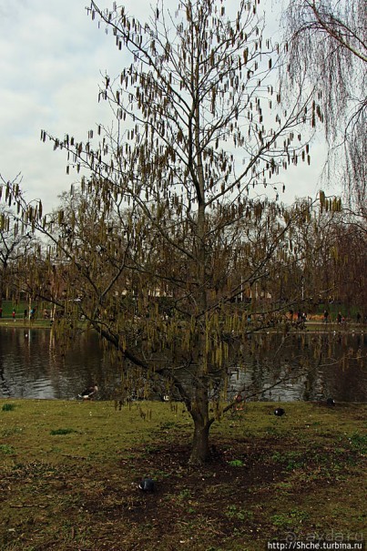 Весеннее пробуждение Сент-Джеймс парка в Лондоне