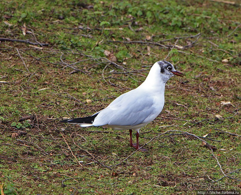 Весеннее пробуждение Сент-Джеймс парка в Лондоне