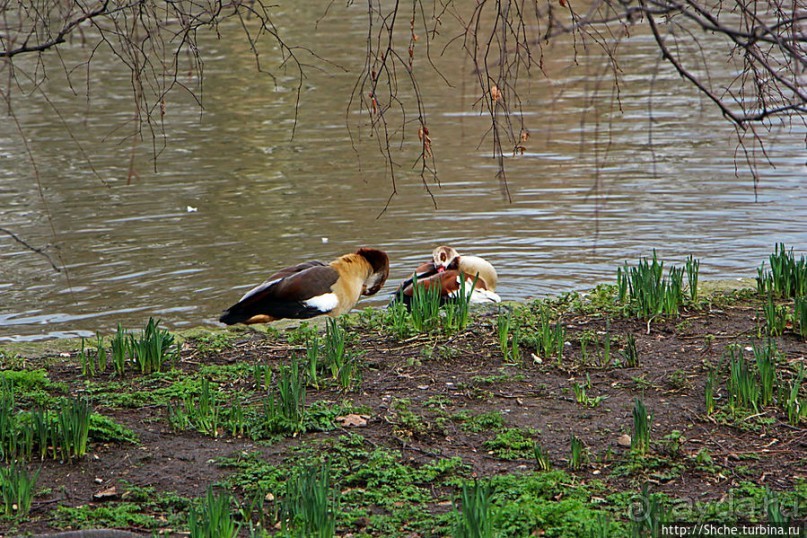 Весеннее пробуждение Сент-Джеймс парка в Лондоне