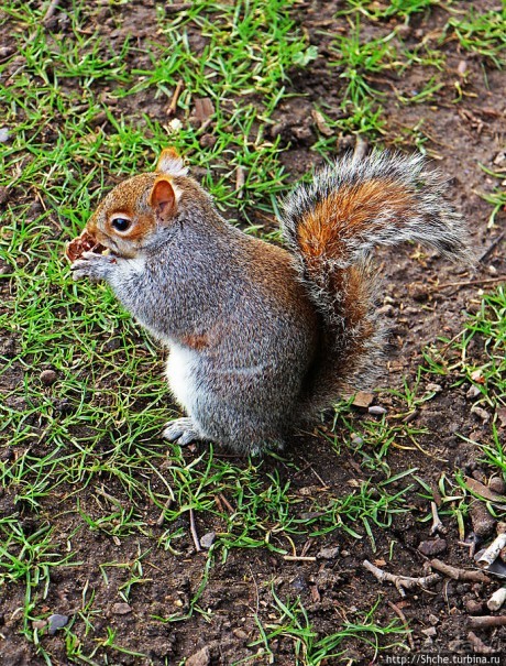 Весеннее пробуждение Сент-Джеймс парка в Лондоне