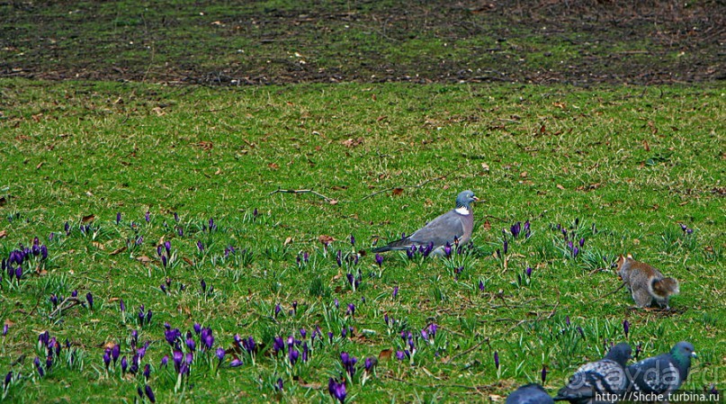 Весеннее пробуждение Сент-Джеймс парка в Лондоне