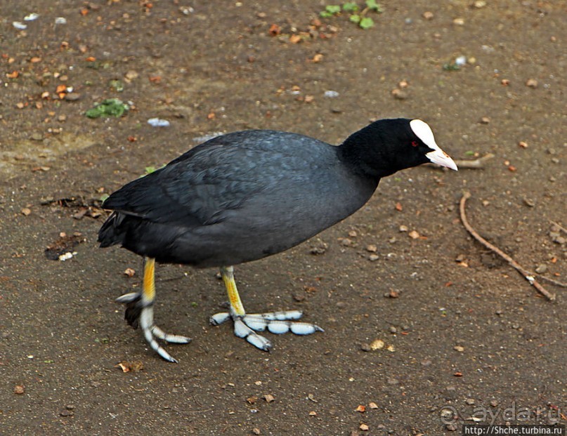 Весеннее пробуждение Сент-Джеймс парка в Лондоне