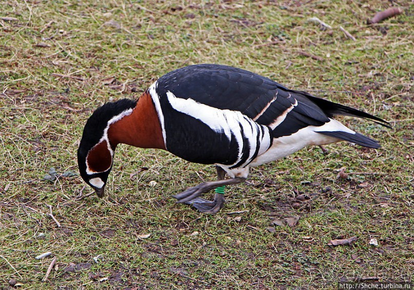 Весеннее пробуждение Сент-Джеймс парка в Лондоне