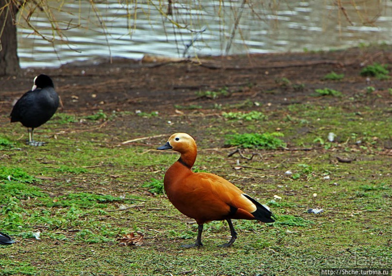 Весеннее пробуждение Сент-Джеймс парка в Лондоне