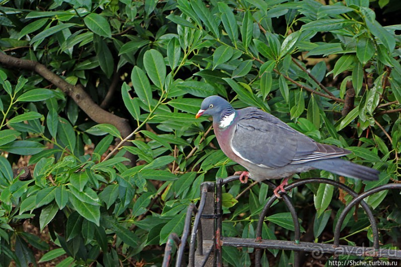 Весеннее пробуждение Сент-Джеймс парка в Лондоне