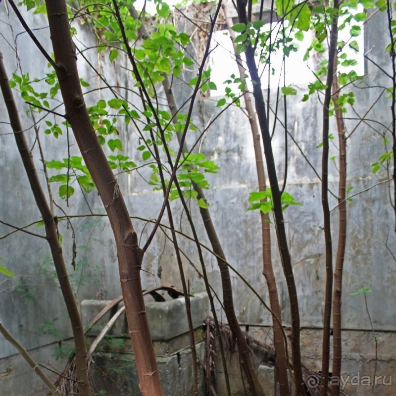 Старая японская тюрьма — моя находка на Сайпане