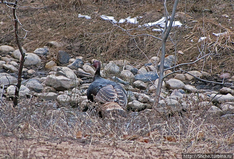 Национальный парк Зион — специфика зимнего автопосещения