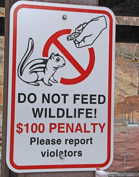 Национальный парк Зион — специфика зимнего автопосещения