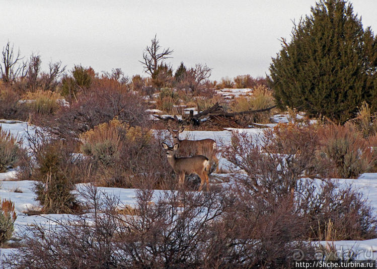 Национальный парк Зион — специфика зимнего автопосещения
