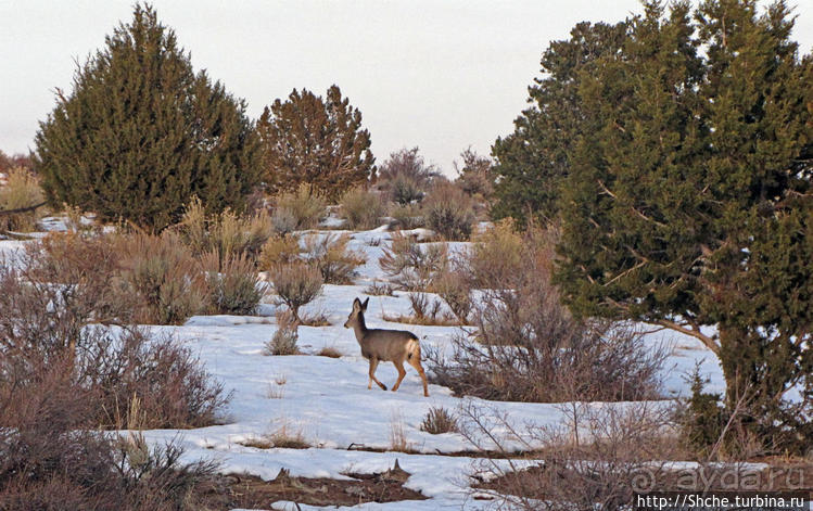 Национальный парк Зион — специфика зимнего автопосещения