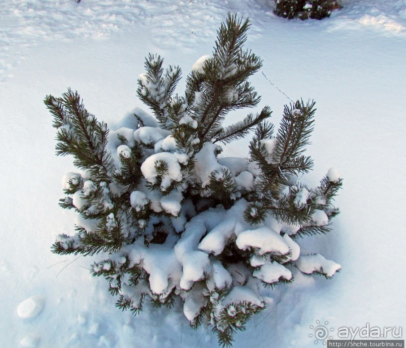 Январские этюды Харьковщины
