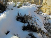 Январские этюды Харьковщины