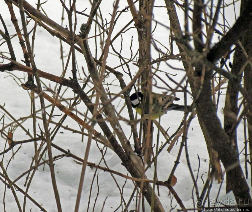 Январские этюды Харьковщины