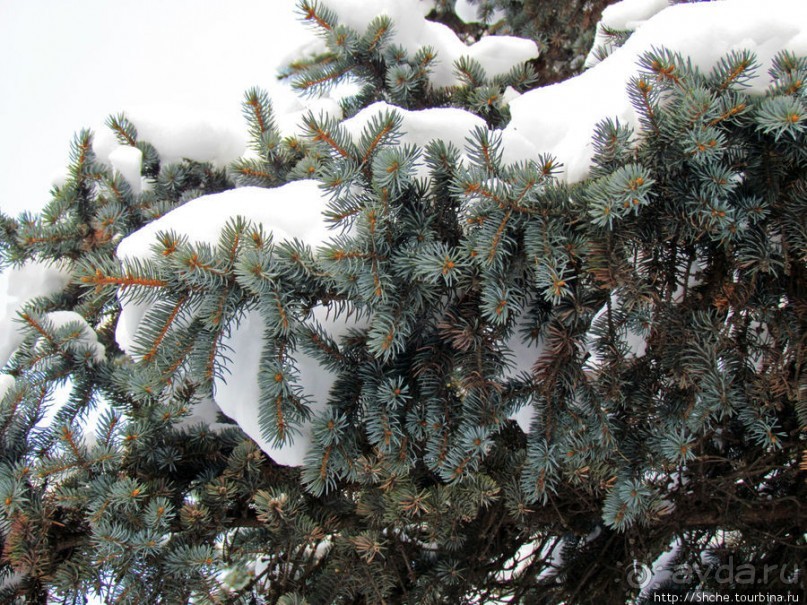 Январские этюды Харьковщины