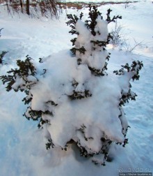 Январские этюды Харьковщины