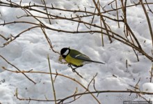 Январские этюды Харьковщины