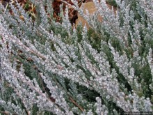 Январские этюды Харьковщины