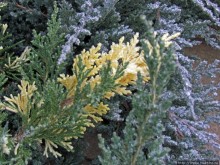 Январские этюды Харьковщины