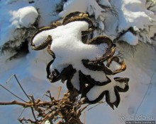 Январские этюды Харьковщины