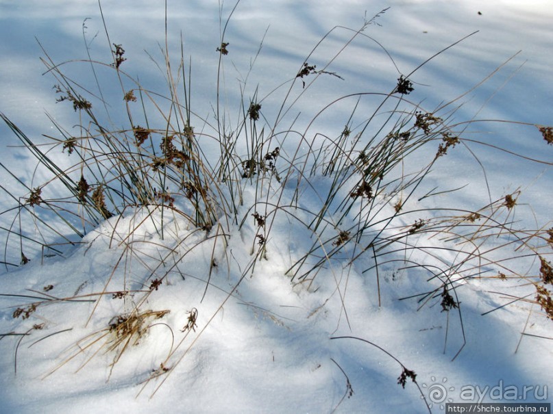 Январские этюды Харьковщины
