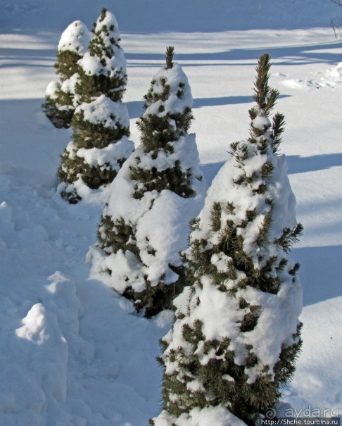 Январские этюды Харьковщины