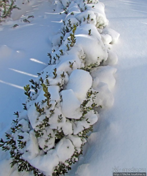 Январские этюды Харьковщины