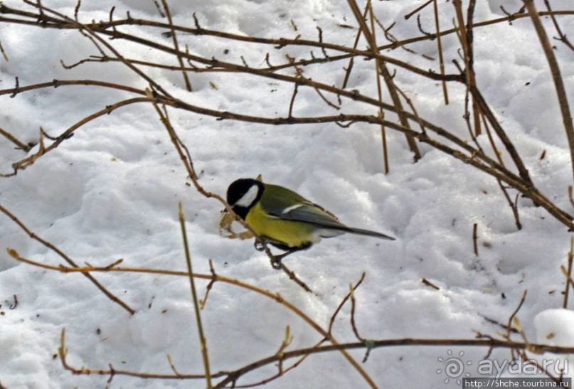 Январские этюды Харьковщины