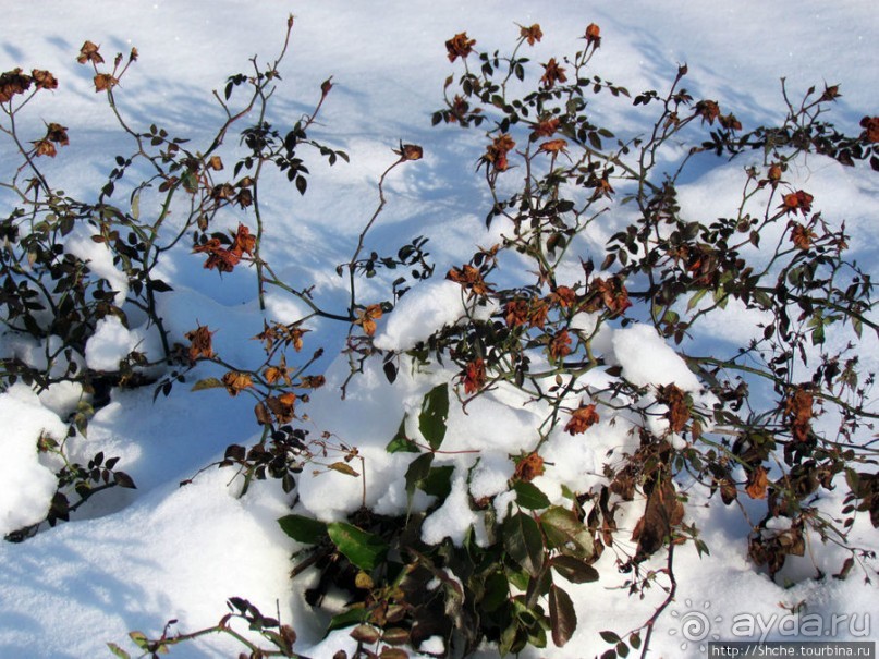 Январские этюды Харьковщины