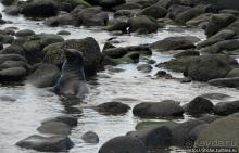 Галапагосы. Жизнь на Северном Сеймуре... побережье