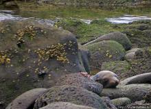 Галапагосы. Жизнь на Северном Сеймуре... побережье