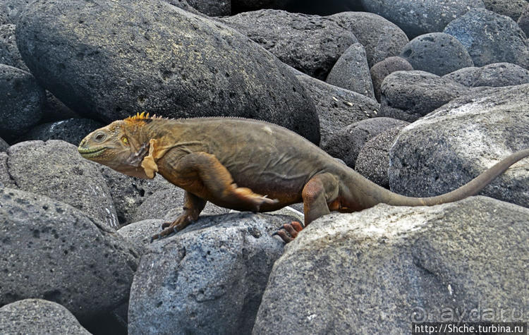 Галапагосы. Жизнь на Северном Сеймуре... побережье