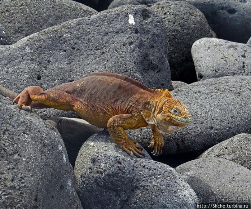 Галапагосы. Жизнь на Северном Сеймуре... побережье