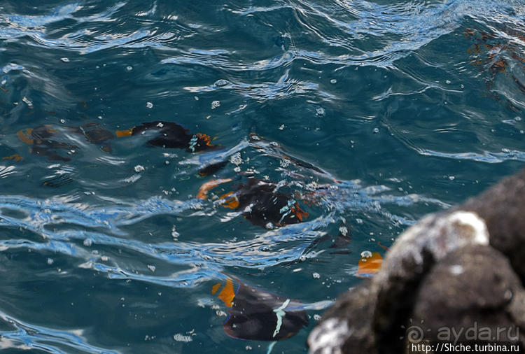 Галапагосы. Жизнь на Северном Сеймуре... побережье