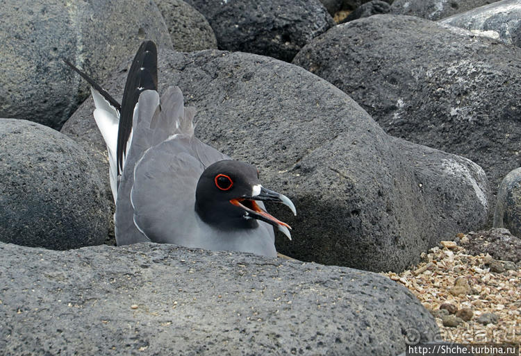 Галапагосы. Жизнь на Северном Сеймуре... побережье