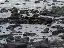 Галапагосы. Жизнь на Северном Сеймуре... побережье