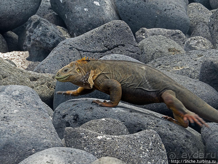 Галапагосы. Жизнь на Северном Сеймуре... побережье