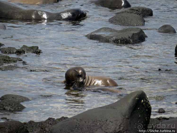 Галапагосы. Жизнь на Северном Сеймуре... побережье