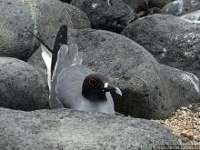 Галапагосы. Жизнь на Северном Сеймуре... побережье