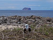 Галапагосы. Жизнь на Северном Сеймуре... побережье