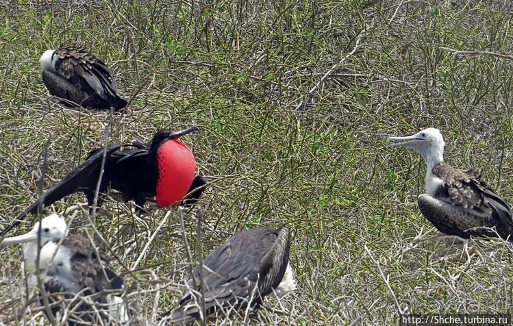 Галапагосы. Жизнь на Северном Сеймуре... побережье