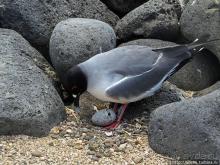 Галапагосы. Жизнь на Северном Сеймуре... побережье