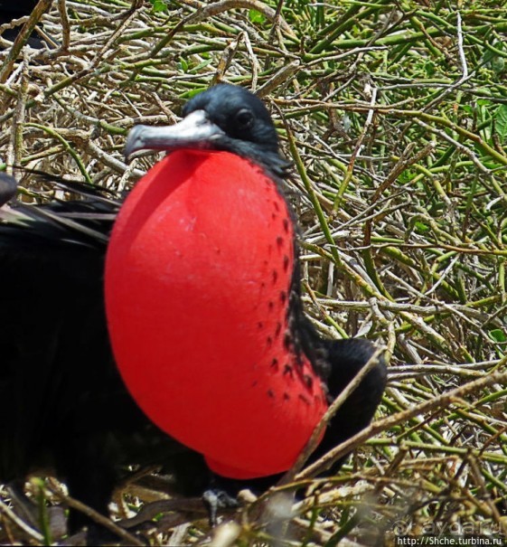 Галапагосы. Жизнь на Северном Сеймуре... побережье