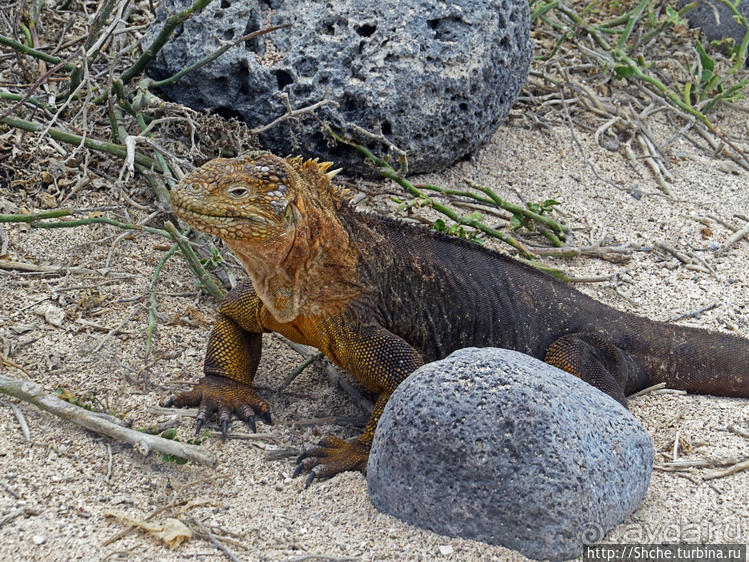 Галапагосы. Жизнь на Северном Сеймуре... побережье