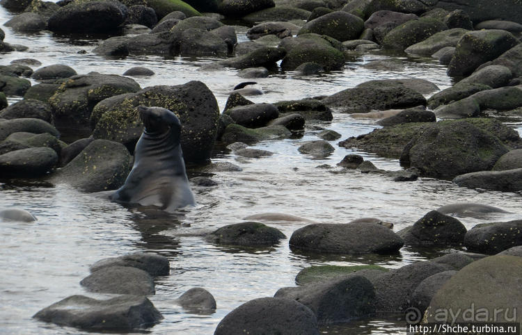 Галапагосы. Жизнь на Северном Сеймуре... побережье