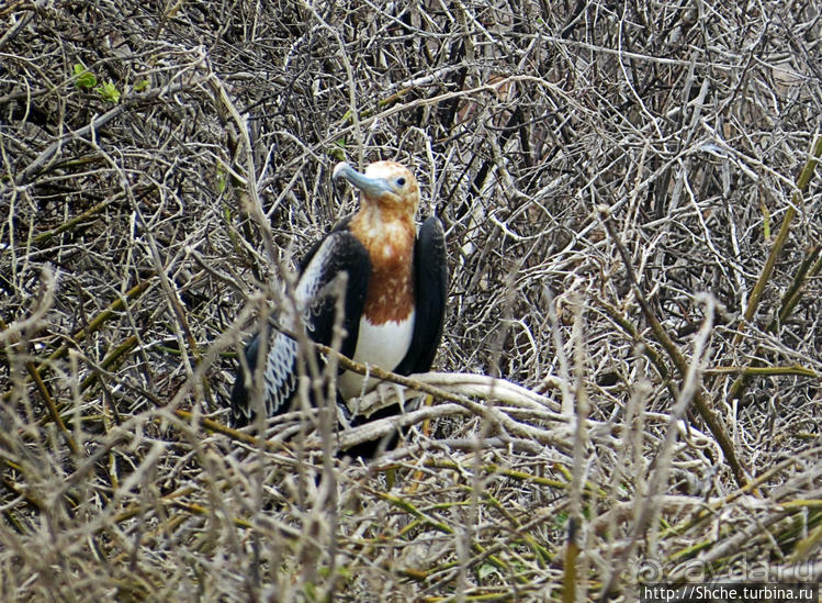 Галапагосы. Жизнь на Северном Сеймуре... побережье