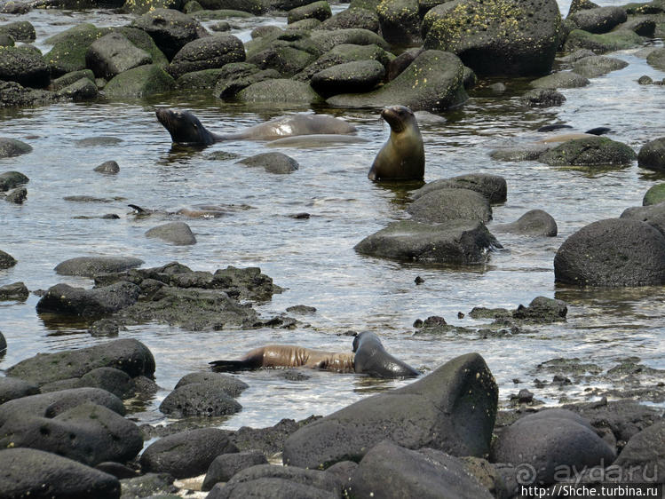 Галапагосы. Жизнь на Северном Сеймуре... побережье